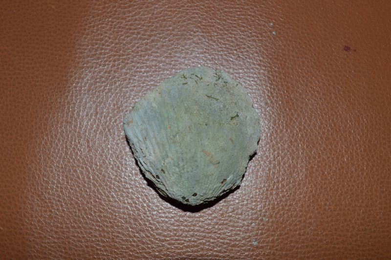 Bivalve non identificato